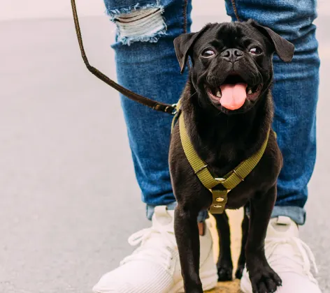 dog and man walking in street